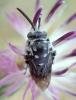 243511 – Photo : Bernard Ginesy – France (13)